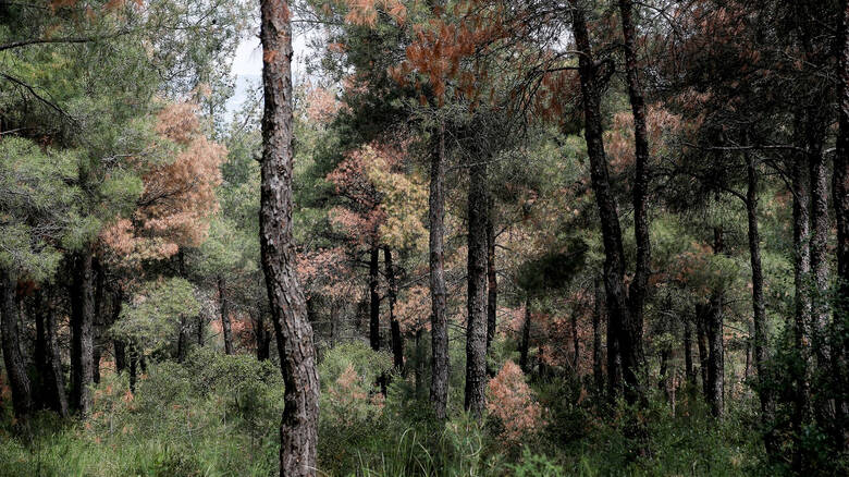 Θεσσαλονίκη: Άμεση απαγόρευση της κυκλοφορίας στο δάσος του Σέιχ Σου