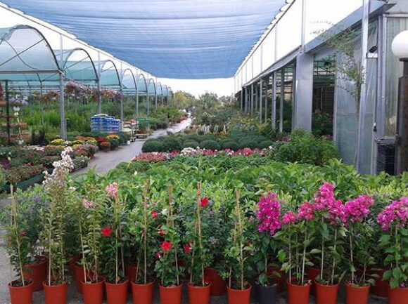 Αφήστε τα λουλούδια να ανθίσουν, λένε οι φυτωριούχοι