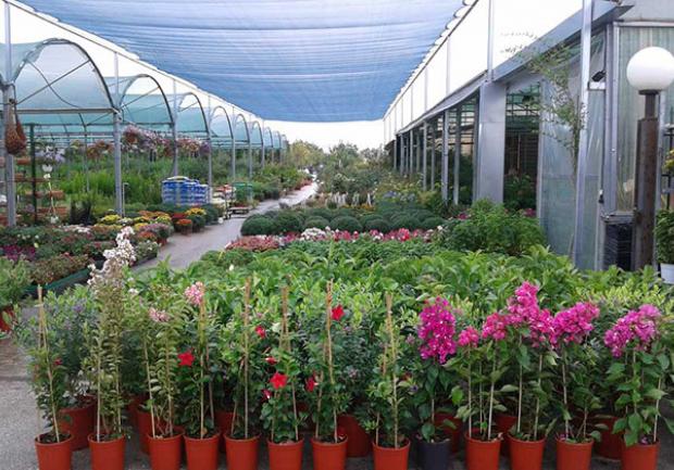 Αφήστε τα λουλούδια να ανθίσουν, λένε οι φυτωριούχοι