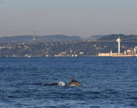 Γέμισε δελφίνια ο Βόσπορος μετά την καραντίνα της Κωνσταντινούπολης