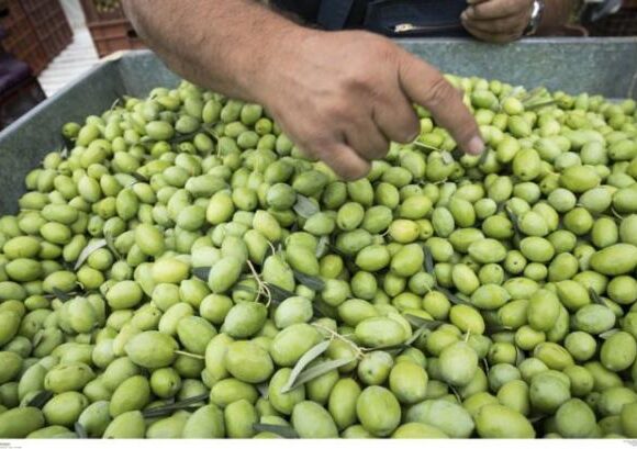 «Επιδημία» και στις ελιές – Ασθένεια καταστρέφει ελαιώνες σε Ελλάδα, Ιταλία και Ισπανία