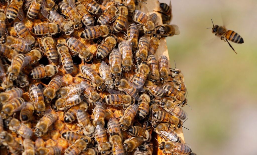 Κίνδυνος για την παγκόσμια αγροτική παραγωγή καθώς τα Lockdown περιορίζουν την κίνηση των μελισσών