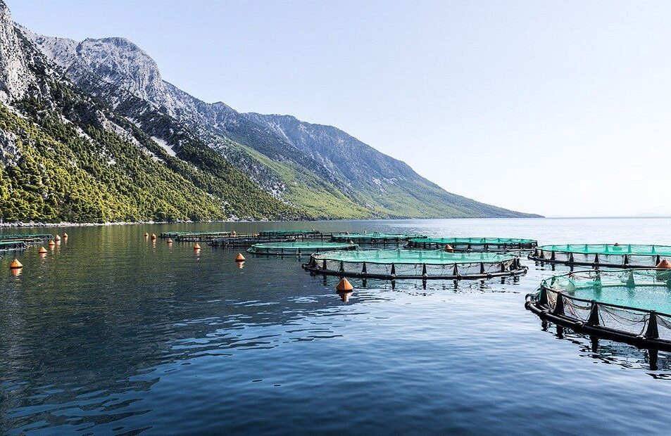 Νηρεύς: Στην Philosofish οι Ιχθυοκαλλιέργειες Βόρειας Εύβοιας έναντι €22,5 εκατ.