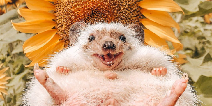 Βρετανία: Γιατί οι σκαντζόχοιροι κάνουν περισσότερη φασαρία στην ερωτική τους ζωή εν μέσω κοροναϊού