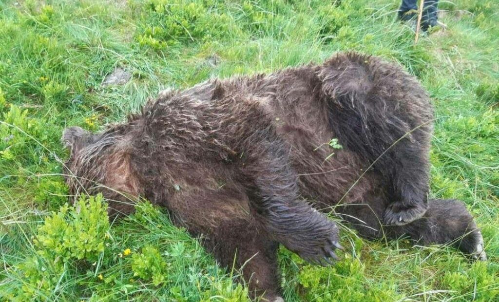 Αρκούδα νεκρή από σφαίρες στα Πυρηναία