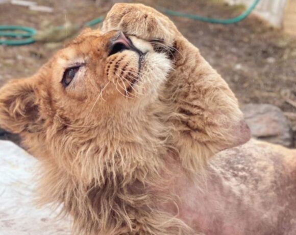 Τραγικό : Έσπασαν τα πόδια σε λιονταράκι για να φωτογραφίζονται μαζί του οι τουρίστες