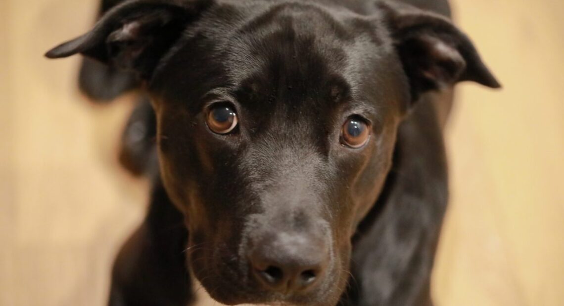 Το νέο «υπερόπλο» στα τεστ ανίχνευσης του κορωνοϊού: Η μουσούδα του σκύλου!