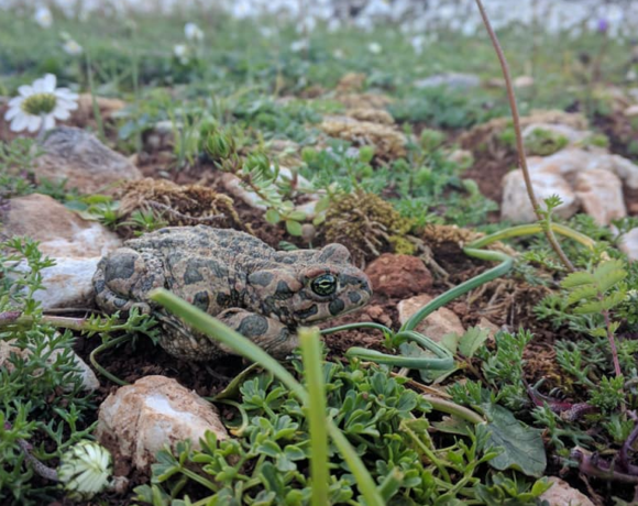 Fraport Greece Takes Part In Rescue Campaign Of Ithaki’s Green Toad