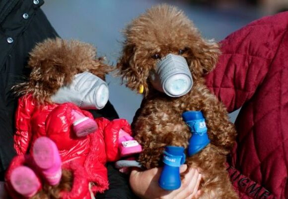 Κίνα : Μέτρο για απαγόρευση της βόλτας με σκυλιά – Θανάτωση μετά την τρίτη παραβίαση