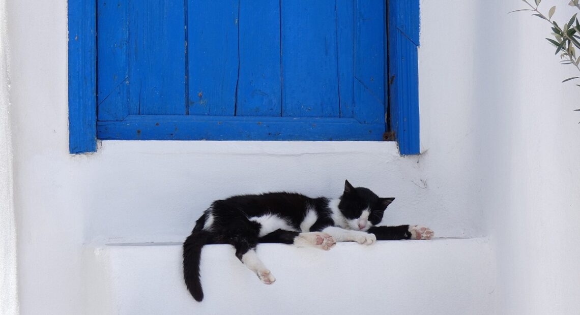 Netflix Films The Cats Of Syros Island
