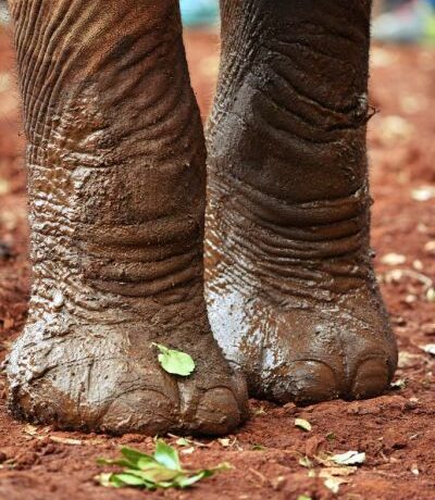 Δικαιώματα των ζώων : Οι ελέφαντες της Ασίας κινδυνεύουν εξαιτίας του κοροναϊού