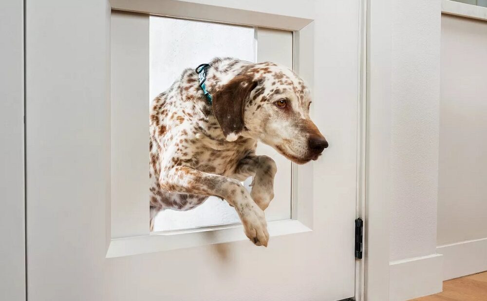 Myq Pet Portal: High Tech πόρτα σκύλου με μόλις… $3