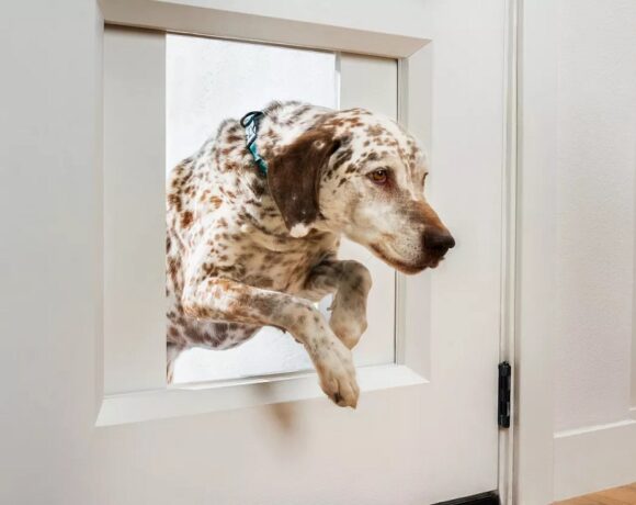 Myq Pet Portal: High Tech πόρτα σκύλου με μόλις… $3