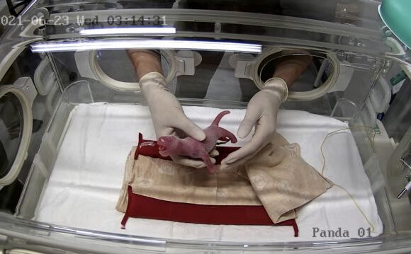 Κίνα: Η γέννηση δίδυμων πάντα σκορπά ενθουσιασμό