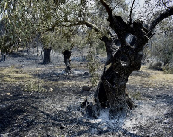4Ε: Τι προτείνει για τη μεταχείριση των καμένων ελαιόδεντρων και τις αποζημιώσεις