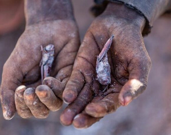 Ακρίδες για δείπνο: Η Μαδαγασκάρη στα πρόθυρα του «πρώτου λιμού λόγω κλιματικής αλλαγής»