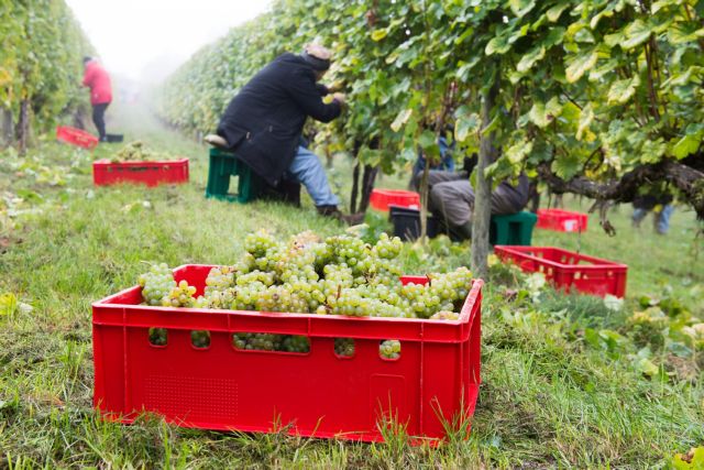 Κλιματική αλλαγή – Ξηρασία στη Γαλλία, κρασί στην Ολλανδία