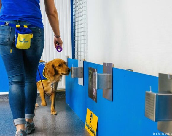 Κοροναϊός – Γηροκομείο χρησιμοποιεί σκύλο αντί για τεστ – Οι μελέτες για τα σκυλιά-οσφρηστές