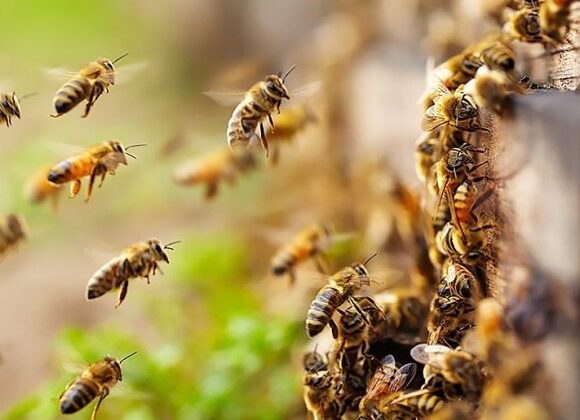 «plan Bee»: Αποζημιώσεις για ανασφάλιστα μελίσσια που κάηκαν στις πυρκαγιές – Τι σχεδιάζει το υπουργείο