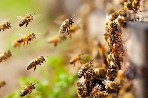 «plan Bee»: Αποζημιώσεις για ανασφάλιστα μελίσσια που κάηκαν στις πυρκαγιές – Τι σχεδιάζει το υπουργείο