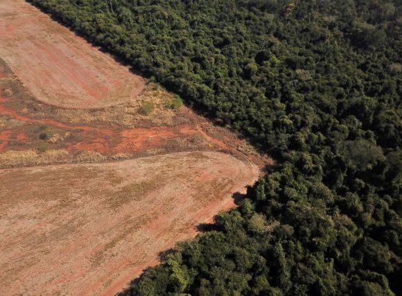 ΕΕ – «Φρένο» στην αποψίλωση των δασών με απαγορεύσεις στις εισαγωγές καφέ και μοσχαρίσιου κρέατος;