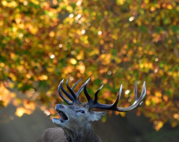 ΗΠΑ – Εξαγριωμένο ελάφι σκόρπισε τον πανικό σε νοσοκομείο