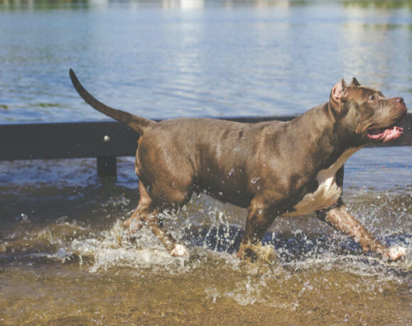 ΗΠΑ – Νεκρό μωρό μόλις οκτώ ημερών μετά από επίθεση πίτμπουλ