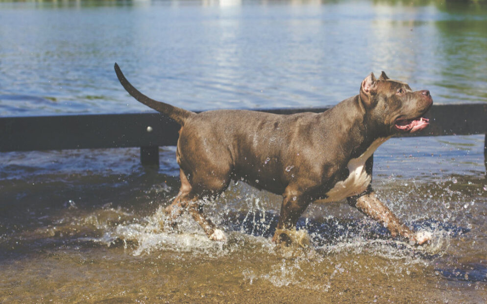 ΗΠΑ – Νεκρό μωρό μόλις οκτώ ημερών μετά από επίθεση πίτμπουλ