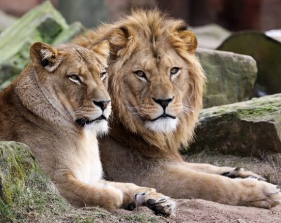 Σιγκαπούρη – Τέσσερα λιοντάρια σε ζωολογικό πάρκο βρέθηκαν θετικά στον κοροναϊό