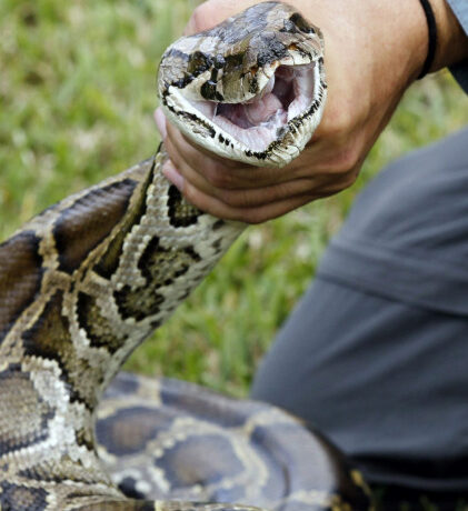 Βρετανία – Διέρρηξαν σπίτι και πήραν λεία 5 πύθωνες