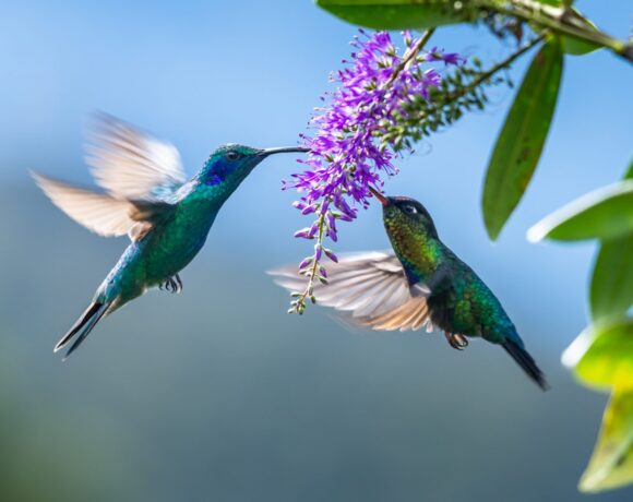 Κόστα Ρίκα – Η μικροσκοπική χώρα που βρίσκεται στο τιμόνι της σωτηρίας του πλανήτη
