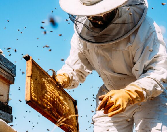 Τράπεζα Πειραιώς και Αττική Μελισσοκομική ενισχύουν τους επαγγελματίες παραγωγούς μελιού της Β