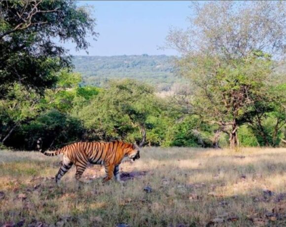 Samsung και Discovery δημιουργούν ένα σύντομο ντοκιμαντέρ για τις τίγρεις χρησιμοποιώντας ένα Galaxy S21 Ultra