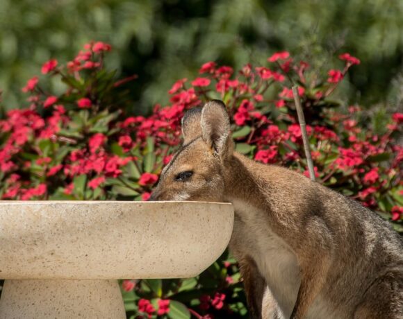 Αυστραλία – Ο υδράργυρος έδειξε 50,7 βαθμούς Κελσίου