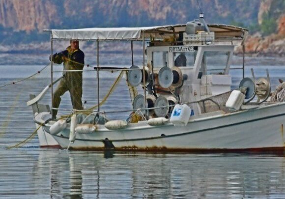 Γαύρος: Υπό τον κίνδυνο «εξαφάνισης» τα επόμενα χρόνια – Ο ανταγωνισμός με τη σαρδέλα