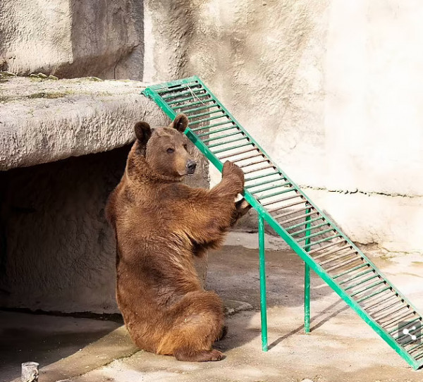 Ουζμπεκιστάν: Μητέρα πέταξε το παιδί της μέσα στο κλουβί της αρκούδας