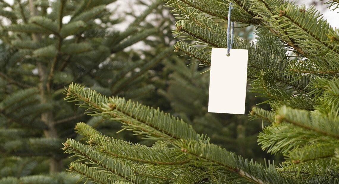 Πρόγραμμα ανακύκλωσης των φυσικών χριστουγεννιάτικων δέντρων στους δήμους της Αττικής