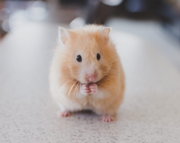 Χονγκ Κονγκ – Έντεκα χάμστερ κόλλησαν κοροναϊό – Θα σφάξουν χιλιάδες