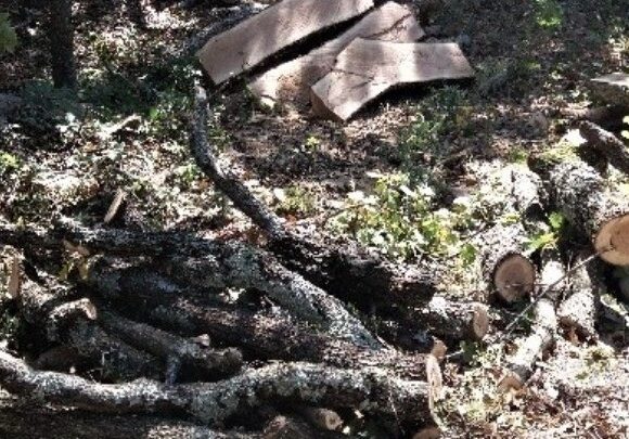 Δήμος Γλυφάδας: Δωρεάν διανομή της ξυλείας από την κακοκαιρία στους δημότες