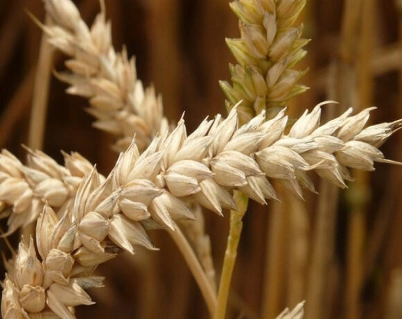 Ρωσία: Μπλόκο στις εξαγωγές σιτηρών και ζάχαρης στις χώρες της Ευρασιατικής Οικονομικής Ένωσης