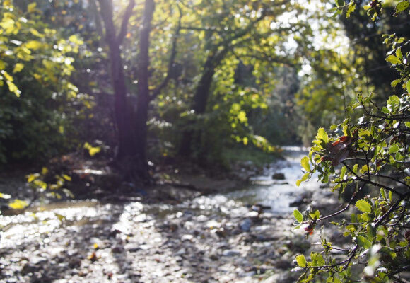 ΕΜΣΤ: Η Αθήνα κρύβει τον δικό της… Αμαζόνιο