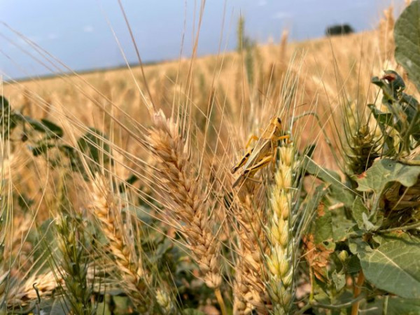 Πόλεμος στην Ουκρανία: Η Ινδία απαγόρευσε τις εξαγωγές σιτηρών