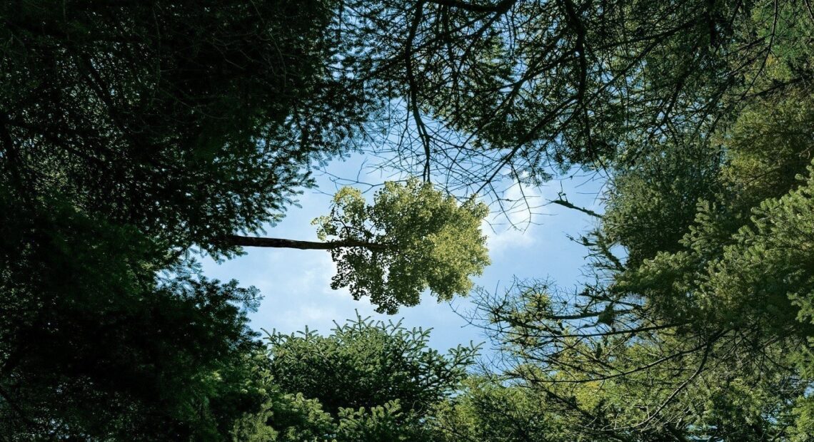 Vodafone Smart Forest: Αυτό είναι το πρώτο «έξυπνο» δάσος στην Ελλάδα
