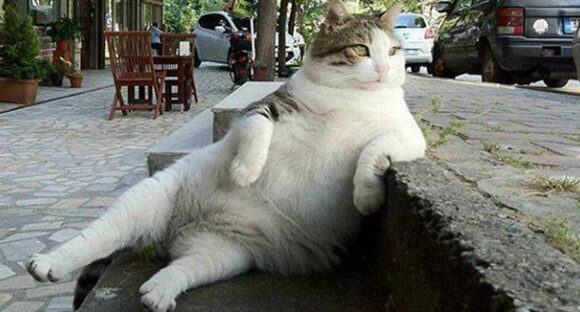 Τομπίλι: Η γάτα – σύμβολο του… αράγματος που έγινε άγαλμα στην Κωνσταντινούπολη