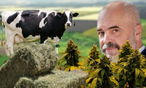 Αλβανία: Απίθανο άρθρο για τον Ράμα, τις αγελάδες και το χασισόχορτο