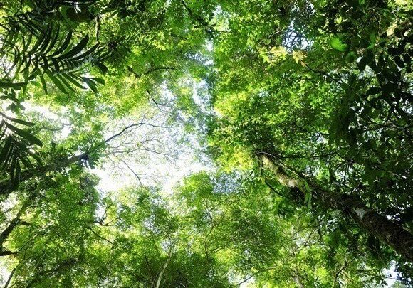 Βραζιλία: Έσπασε νέο ρεκόρ η αποψίλωση του δάσους του Αμαζονίου