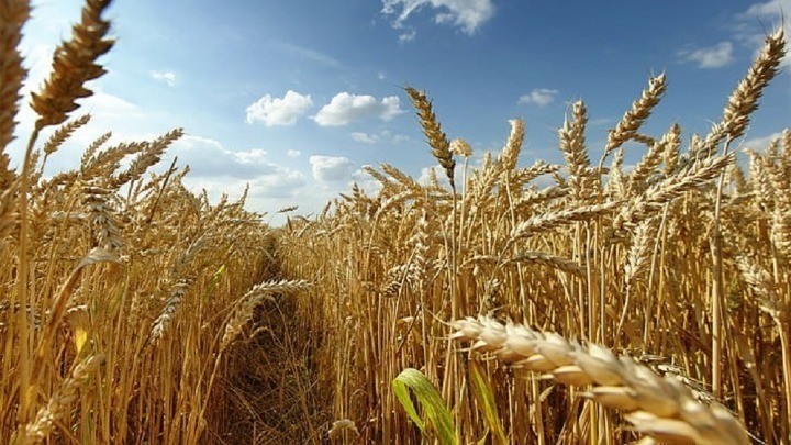 Ρωσία – Ουκρανία: Όσα προβλέπονται στη συμφωνία για τα σιτηρά – Τι θα συμβεί με τις νάρκες