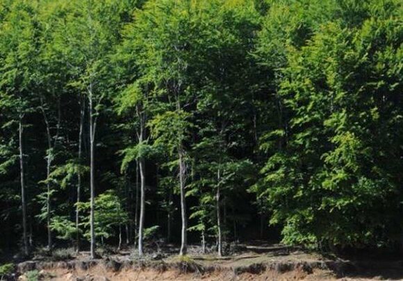 Μειώθηκε πάνω 60% η παγκόσμια δασική έκταση ανά κεφαλή τα τελευταία 60 χρόνια