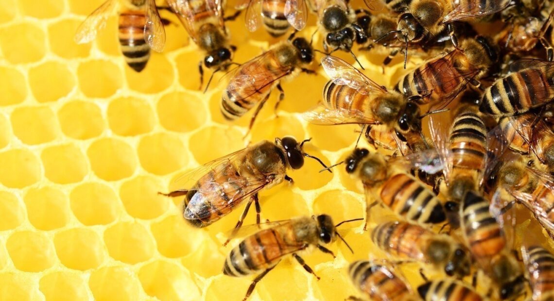 ΕΕ: Μείωση στα φυτοφάρμακα για να σωθούν οι μέλισσες