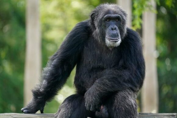 Σουηδία: Τρεις χιμπατζήδες θανατώθηκαν αφού το έσκασαν από τον περίβολό τους στον ζωολογικό κήπο Φουρούβικ